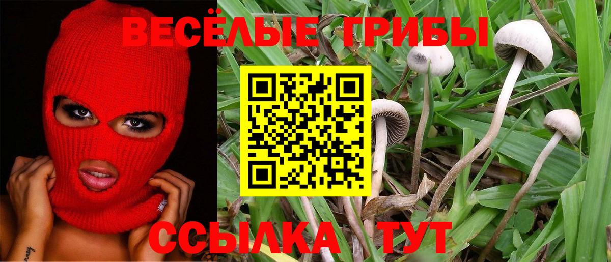 Новозыбков  Галлюциногенные грибы Psilocybine cubensis  Вход с VPN 